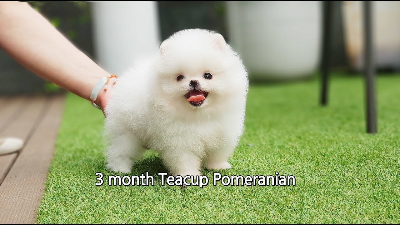 bijou teacup puppy