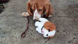 Blossom meets a Toy Puppy!