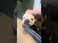 Barney video