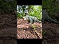 Taking the Hammond Collection Sinoceratops on a walk #jurassicworld #jwa4life #jurassicworld #jwfk