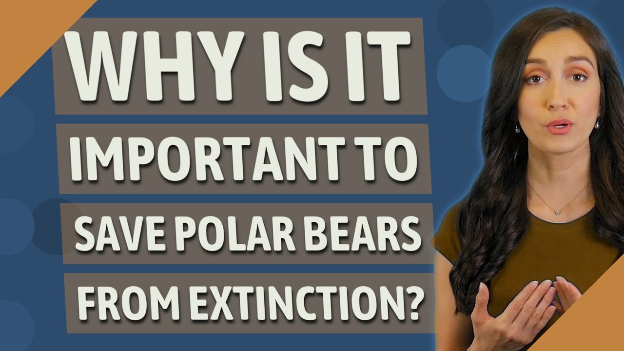 Why is it important to save polar bears from extinction? YouTube