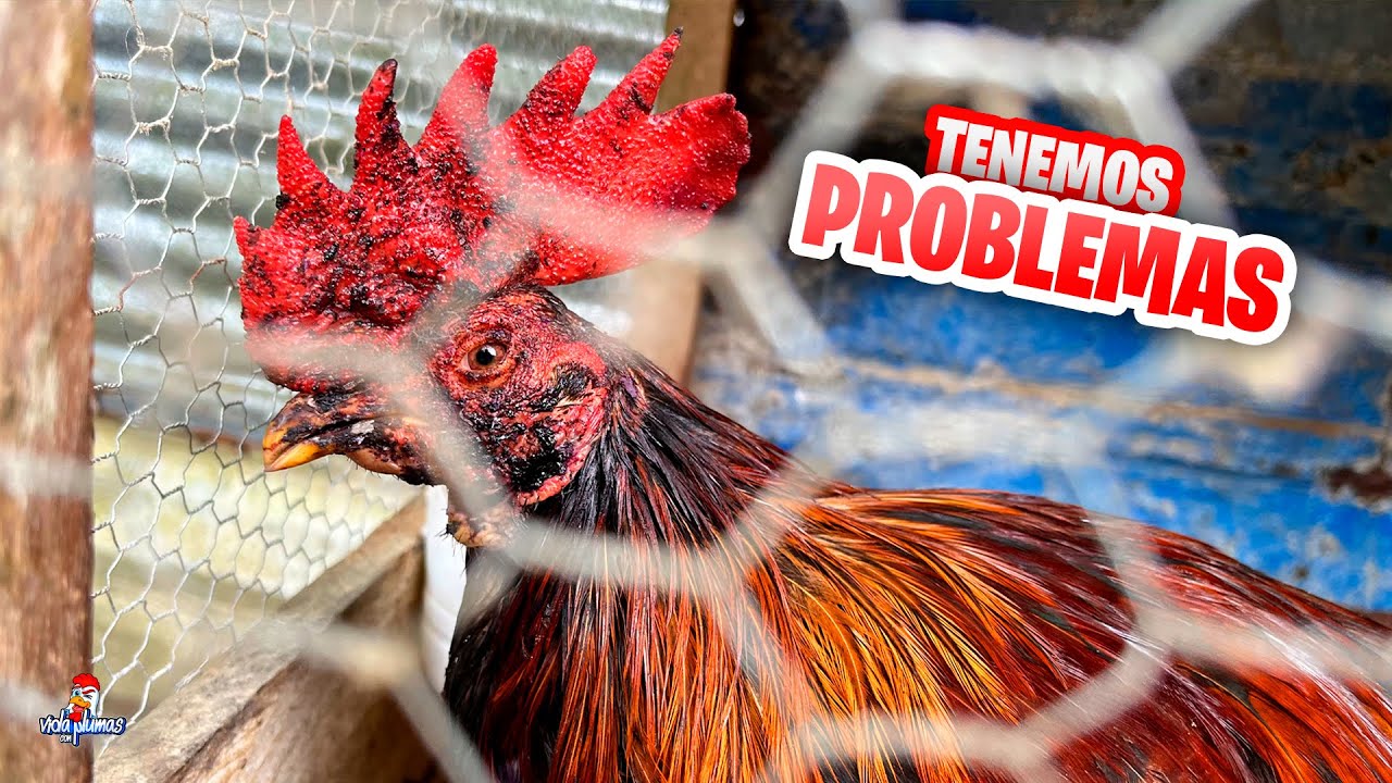 ¡Tragedia! 😞 Qué pasó con El Fino?