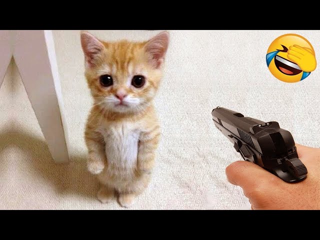 Best Funny Animals 2024 😂 Funniest Cats and Dogs 😻🐶 Part 34 class=