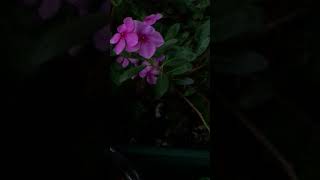 Hummingbird Hawk Moth In Hong Kong