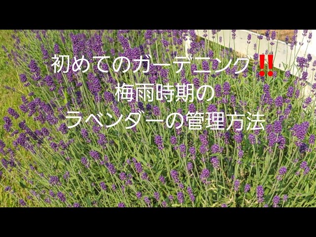 First-Time Gardening‼️ How to Care for Lavender During the Rainy