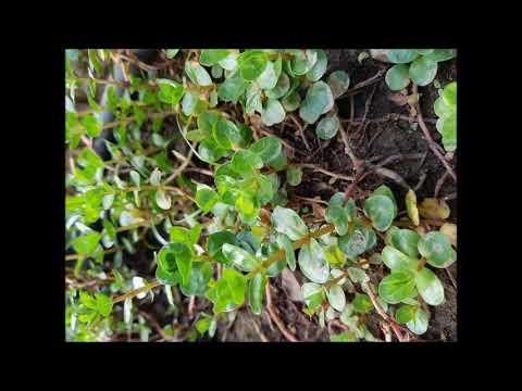 Video: Plantain (Plantago Loj) - Siv Hauv Kev Kho Mob Ntawm Ntau Yam Kab Mob
