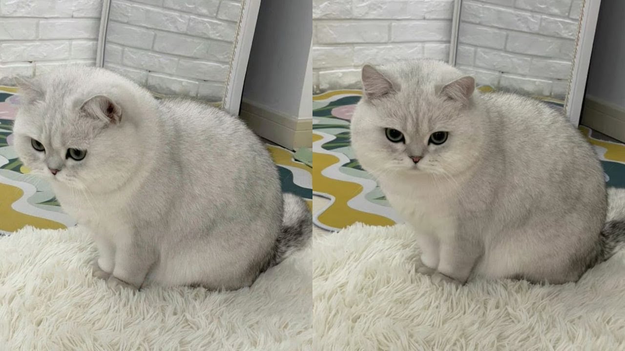 Laughing Out Loud With Hilarious Derpy Cat Moments – Synth Groove #60