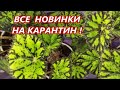 КАРАНТИН ОБЯЗАТЕЛЕН ‼️ для ВСЕХ НОВИНОК цветов