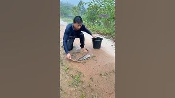 Cá Lớn - bắt Cá Trê Khủng lên bờ khi mưa lũ 😱 #khacthuyvlogg