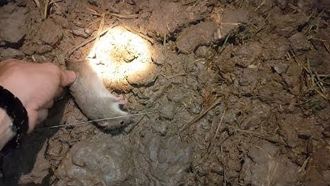 Tiêu Diệt Sạch Bầy Chuột Phá Lúa Chỉ Sau Một Đêm