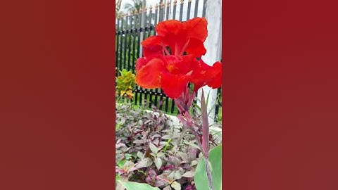 Hoa chuối kiểng #shorts