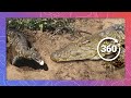 Lizard Steals Croc’s Eggs | Wildlife in 360 VR