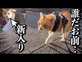 たまには穏やかな散歩を‥と思ったら新入り猫にバッタリ遭遇|会話ができる猫