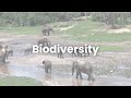 Biodiversity  cop28