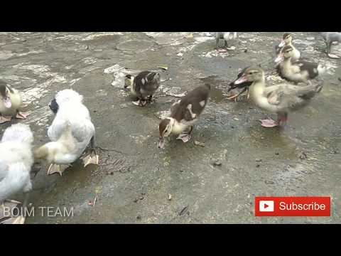 pakan-entok/ayam-alternatif