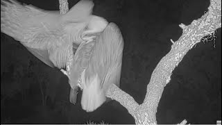 NEFL Eagles ~ Barred Owl Strikes/Shoves Beau On Lookout Point! 😲 SLO-MO & Multi-Cam View! 10.21.25