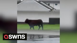 A bull on the loose causes chaos on the streets of Perth, Scotland | SWNS screenshot 5
