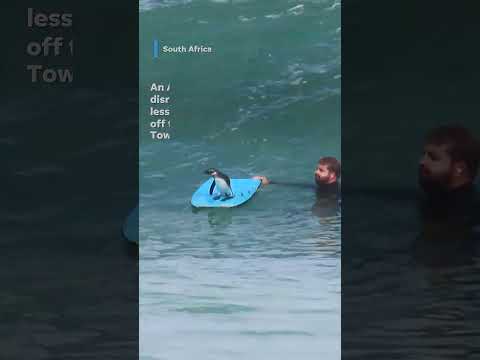 African penguin joins in on bodyboarding lesson #Shorts