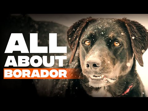 Border Collie Lab Mix (Borador): Dog Breed Info