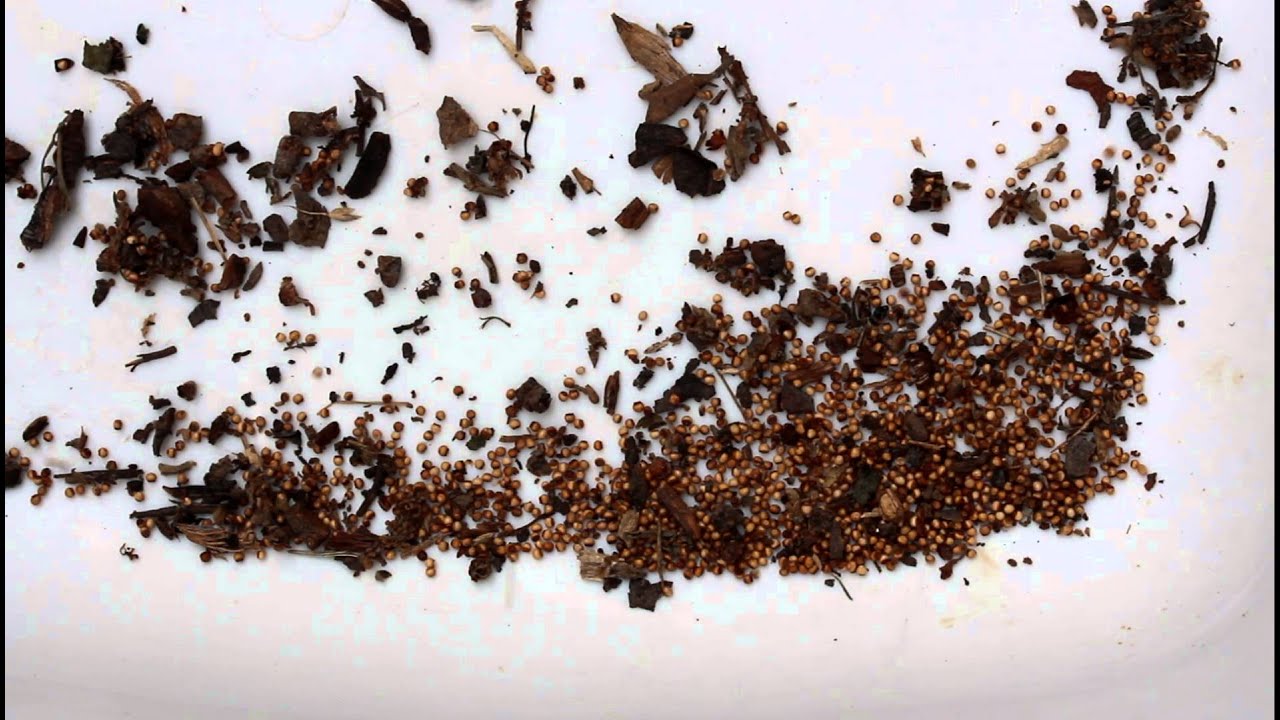 Jumping Oak Galls, Cynipidae, Neuroterus saltarius.MOV