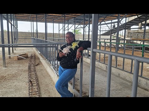 INSPECTING A MULTIMILLION 40 COWSHED AND CHICKEN HOUSE HOSTING 6,000 CHICKEN IN RUAI