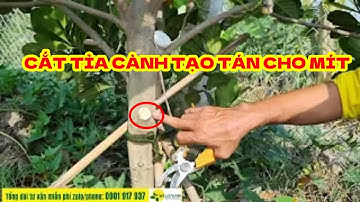 CẮT TỈA CÀNH TẠO TÁN CHO MÍT RUỘT ĐỎ XƠ VÀNG 1 NĂM TUỔI