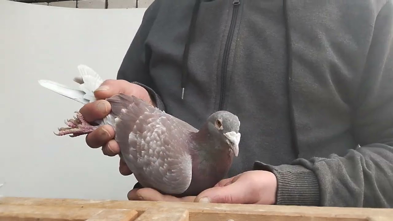 Sprzedam dzieci po Łepuchach z Golden Vosa i wnuczki 002 tel 666 402 769