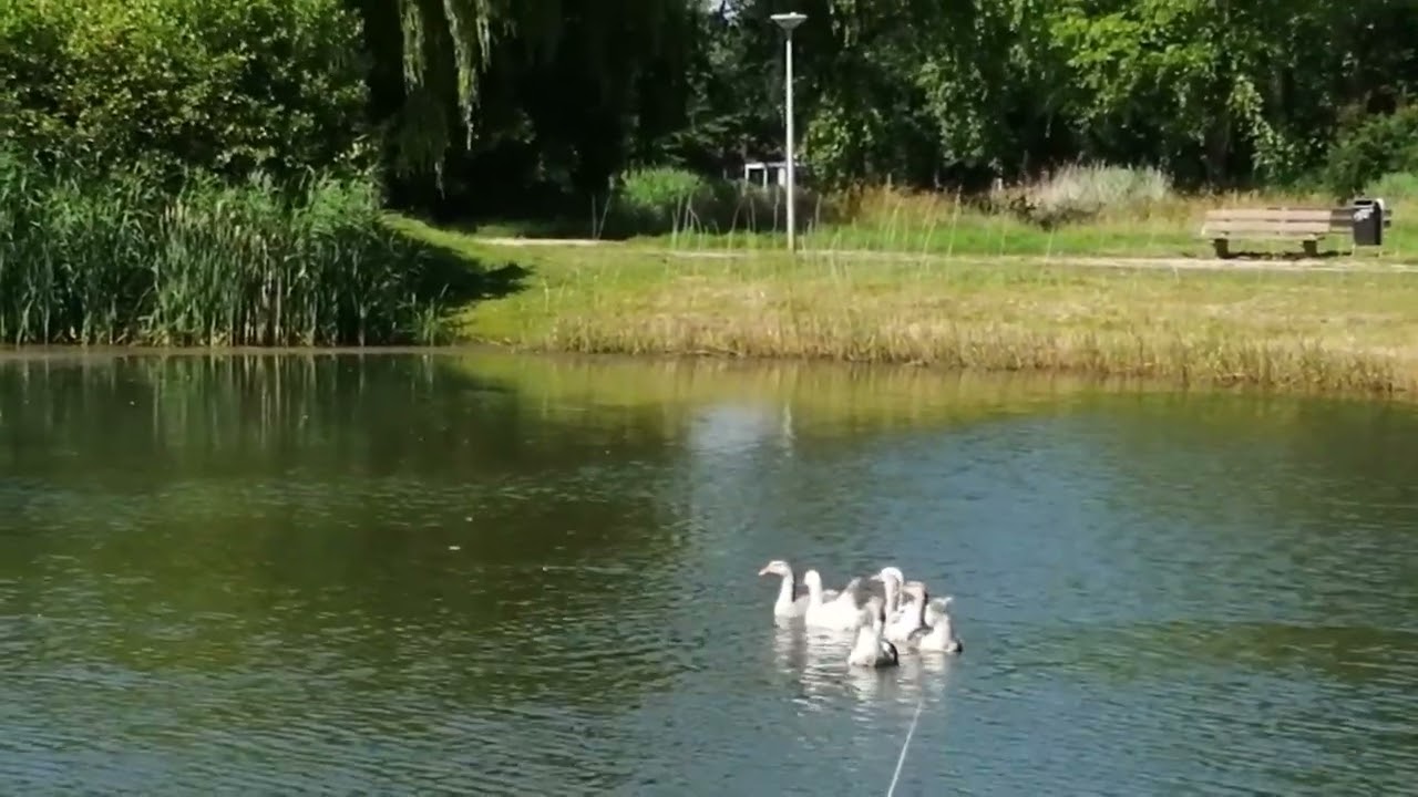 Vogels in Brabant 2020