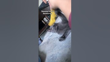 Funny Cat Goes BANANAS Over His Banana Toy 🍌😹
