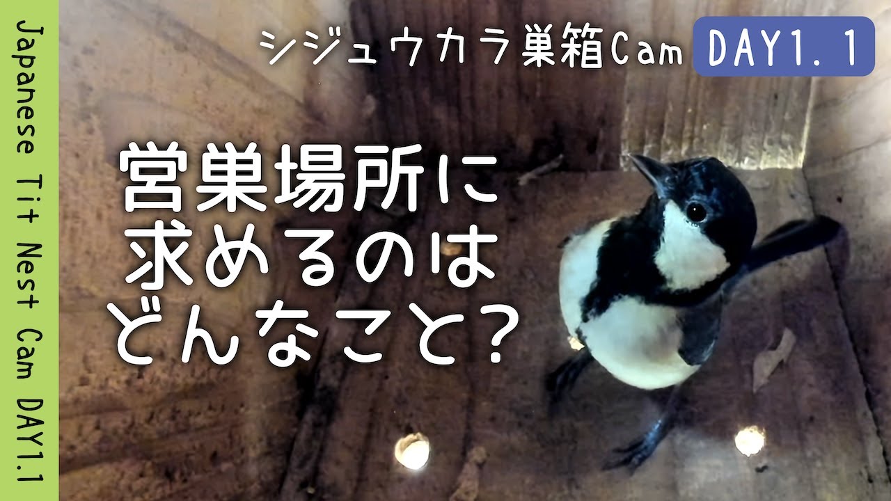 2025 Great Tit DAY1.1] 合格の決め手は？巣選び「3つの条件