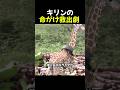 キリンの命がけ救出劇