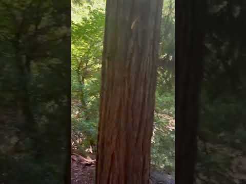 Redwood Valley |Berkeley |California  - Rb's Voyage.
