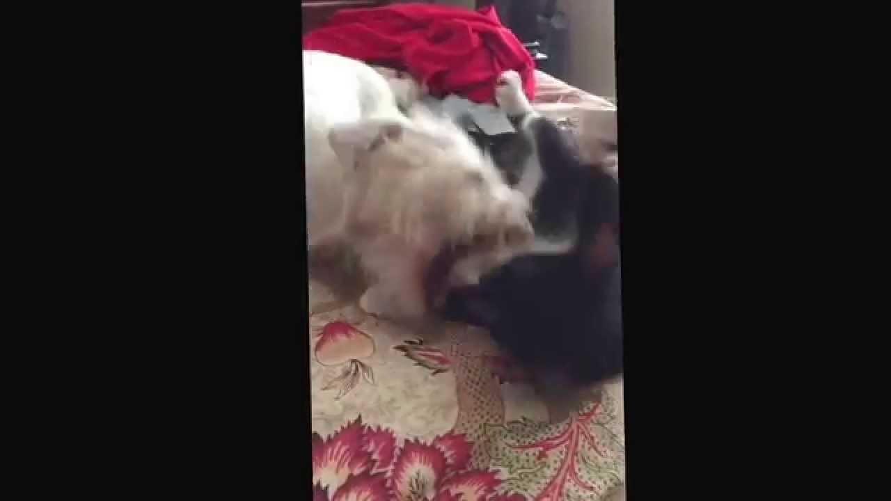 ⁣Rsmoon6 Lexi Luna Rsmoon