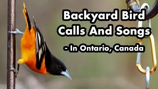 Backyard Bird Calls And Songs #5 - In Ontario - Bird Sounds and Chirps - Wild Bird Video Compilation screenshot 3