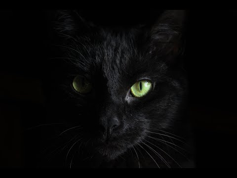 Croydon Cat Killer