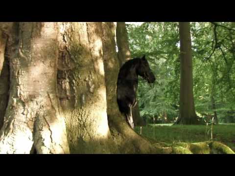 Friesians - the movie (TRAILER)