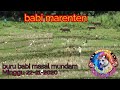 buru babi masal di mundam sati 22-11-2020.babi marenten