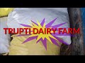 Trupti Dairy Farm नेपियर गवताचे बेणे मिळेल Mo 8308495505