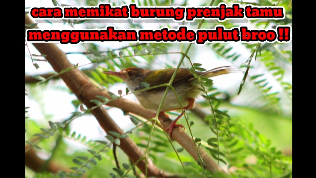 CARA MEMIKAT BURUNG PRENJAK METODE PULUT BROO !!! YouTube CARA MEMIKAT BURUNG PRENJAK METODE PULUT BROO !!! YouTube