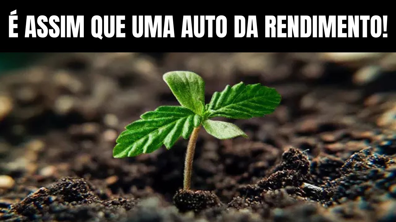 Cultivo de Semente AUTO EP 2: FASE VEGETATIVA SEMENTE AUTOMATICA - CULTIVO INDOOR CANNABIS MACONHA