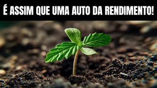 AUTO EP 2 Seed Cultivation: VEGETATIVE PHASE AUTOMATIC SEED - INDOOR CULTIVATION OF CANNABIS (MAR...