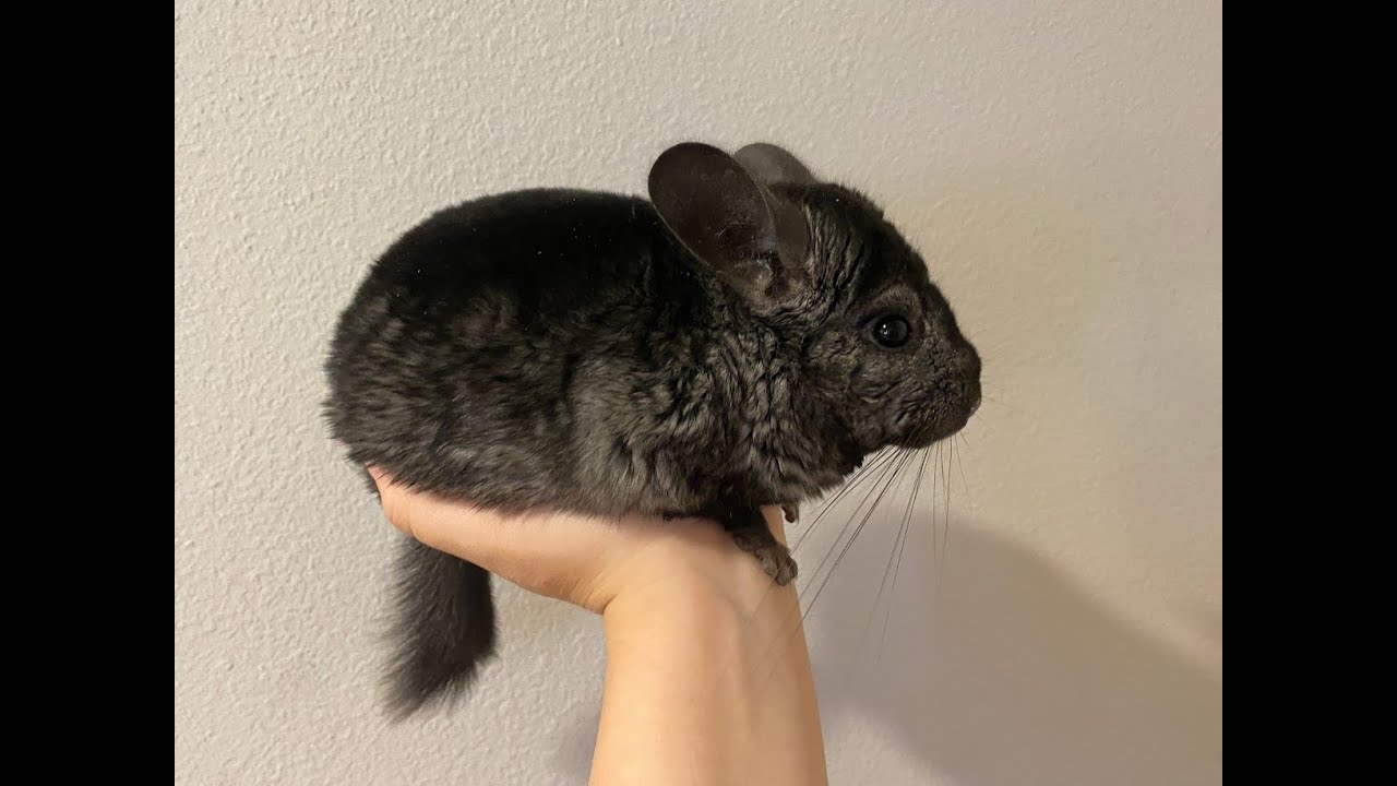 How Are Chinchillas Endangered