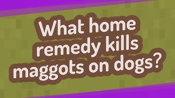 What home remedy kills maggots on dogs?