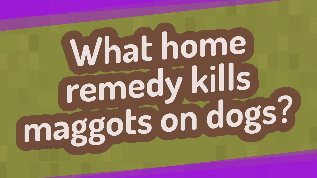 What Kills Maggots On A Dog