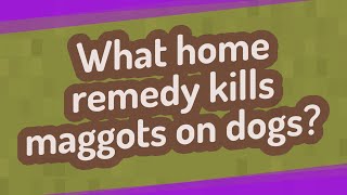 What Home Remedy Kills Maggots On Dogs?