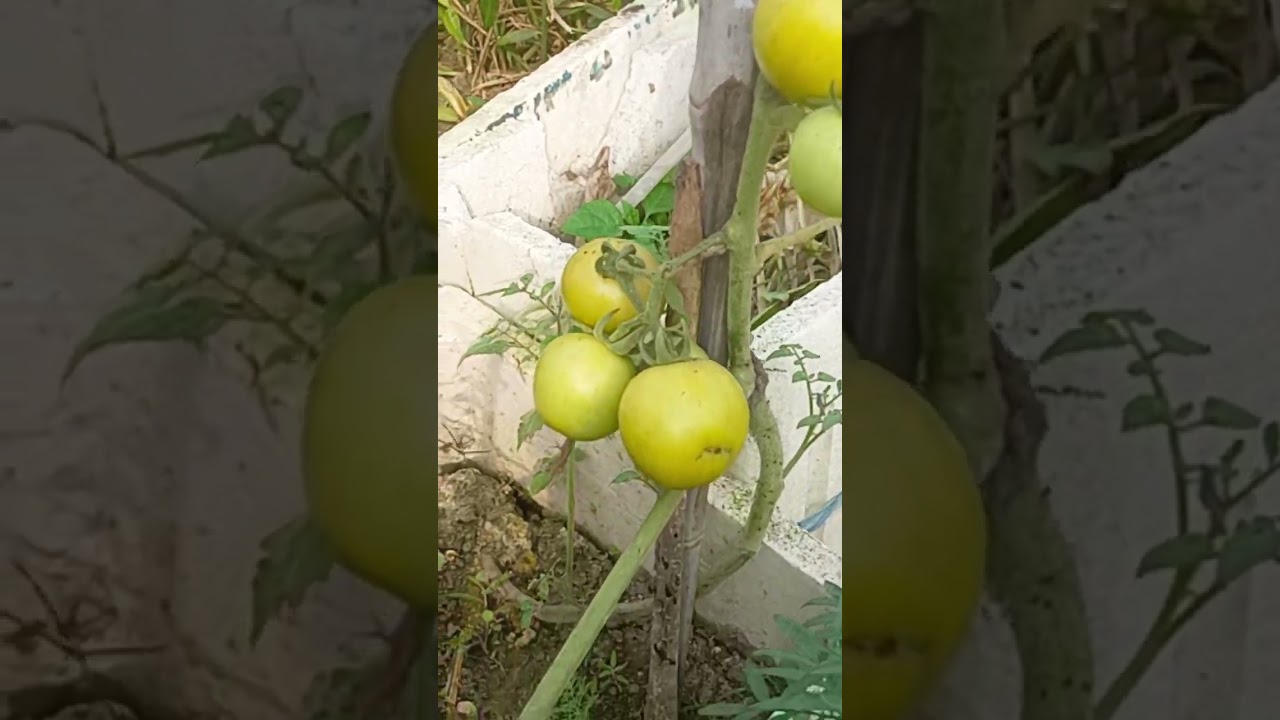 vegetables grow on terrace 