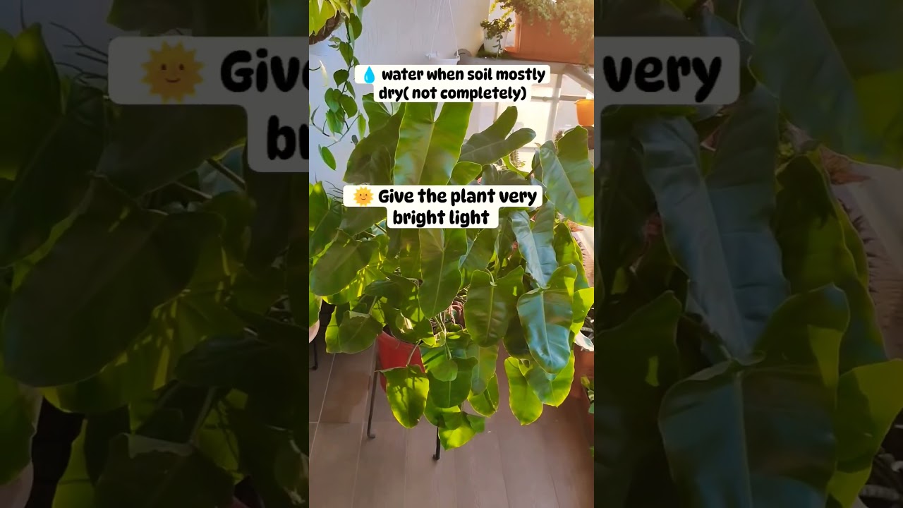 How to make a Philodendron burl max plant fuller| Philodendron burl max care |