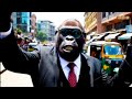 AI Ethiopian Comedy Part 4 አስቂኝ የAI አማርኛ ቪዲዮ Gorilla 2025 AI Ethiopian Comedy Part 4 አስቂኝ የAI አማርኛ ቪዲዮ Gorilla 2025