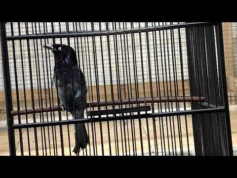 suara pikat srigunting ribut ( tarung) paling ampuh....