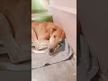 Dog reaction 😍